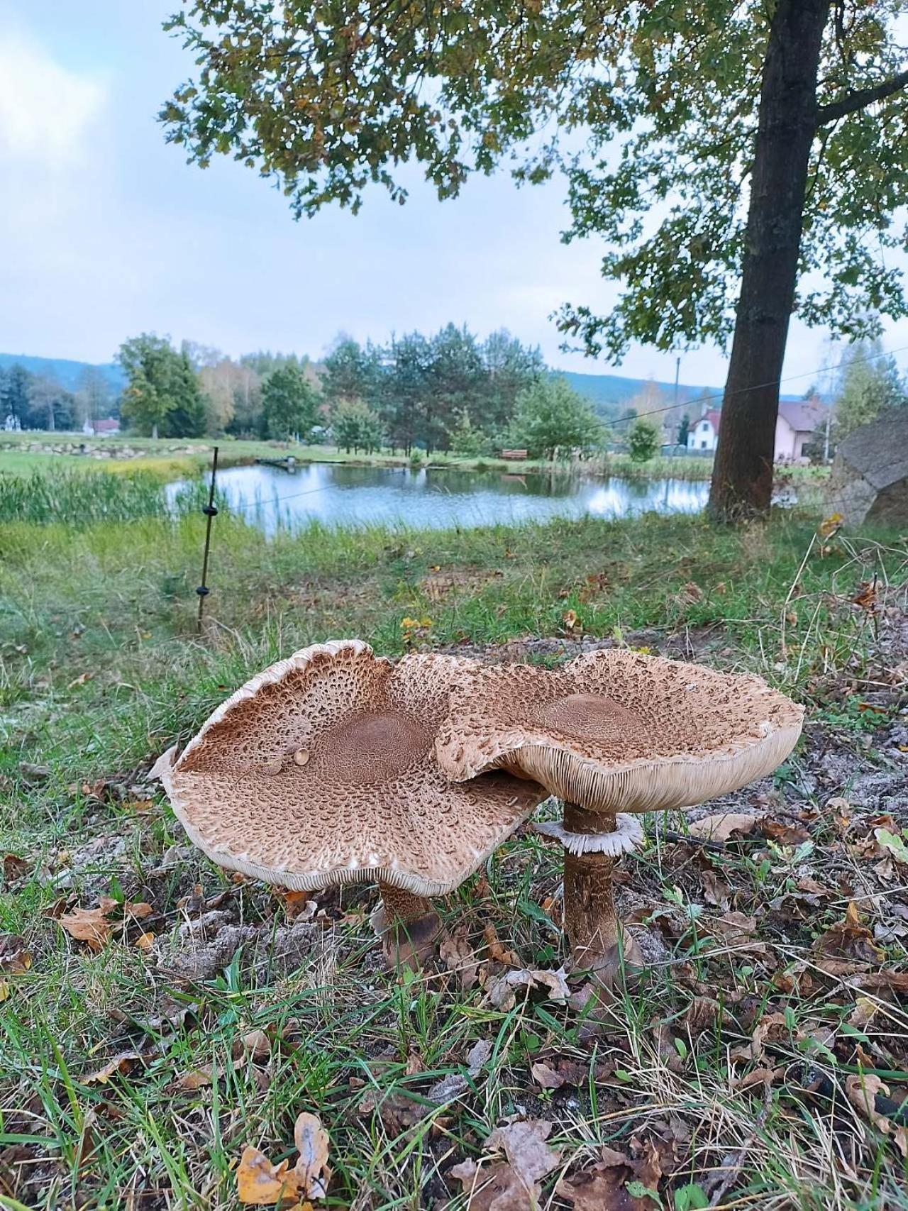 Villa Klidna Lokalita Na Kraji Lesa, Cely Dum S Uschovnu Kol Nová Bystřice Exterior foto